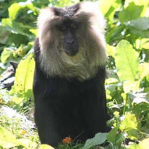 Lion-tailed macaque