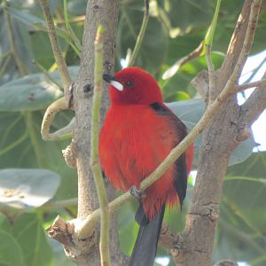 Tropical House - Brazilian tanager 110519