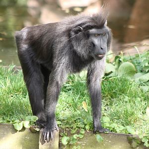 Celebes black macaque