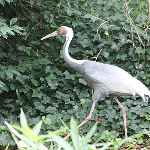 White-necked crane