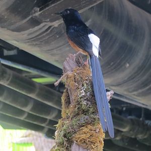 Tropical House - White-rumped shama 110519