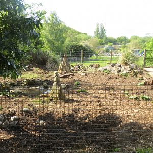 Collared peccary exhibit 110519