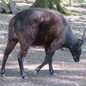 Lowland Anoa 110519