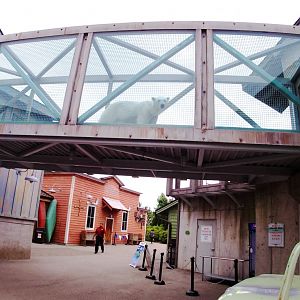 May. 2019 - Glacier Run - The Bear Walk