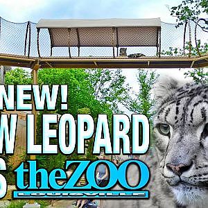 Zoo Tours: The Brand New! Snow Leopard Pass - YouTube