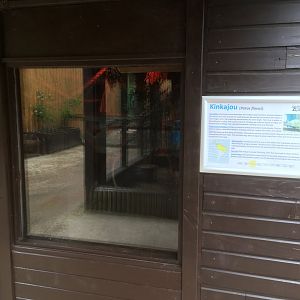 Kinkajou enclosure