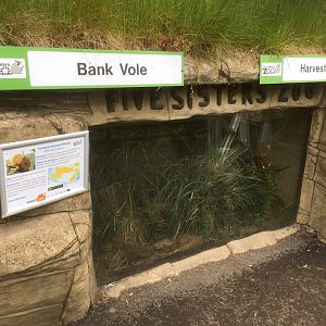 Voles & harvest mouse