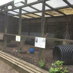 Corsac fox enclosure