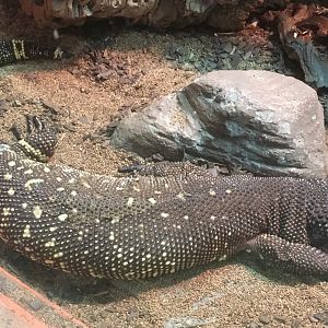 Beaded lizard
