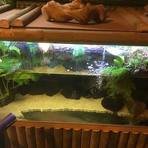 Turtle tank