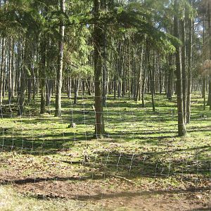 Farm Fun - Deer/mouflon exhibit