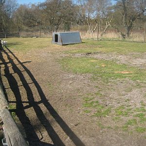 Farm Fun - Goat buck exhibit