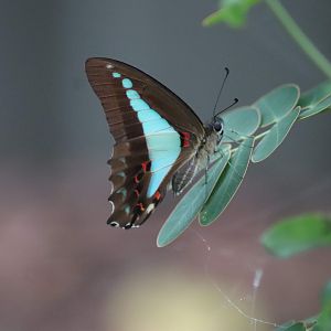 Blue Triangle Butterfly (Graphium sarpedon)