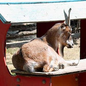Cameroon Dwarf Goat