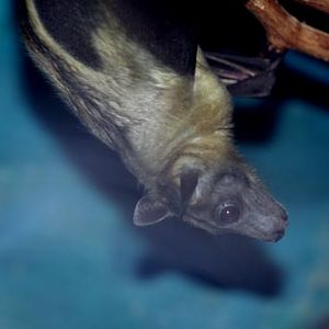 Straw Coloured Fruit Bat