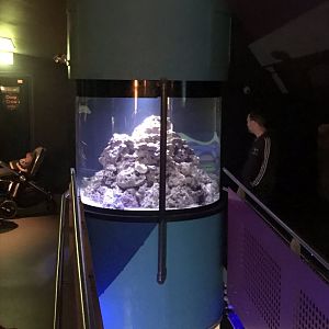 Awakening Seas - starfish and sea urchin exhibit 260519