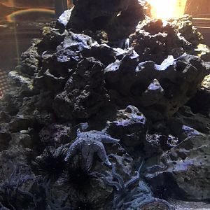 Awakening Seas - starfish and sea urchins 260519