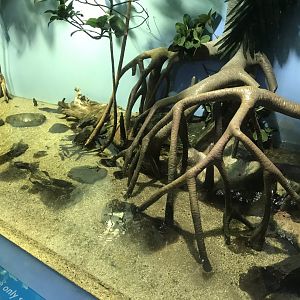 Lagoon of Light - Mudskipper exhibit 260519