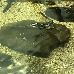 Lagoon of Light - Mudskipper 260519