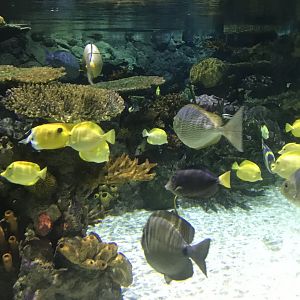 Lagoon of Light inhabitants 260519