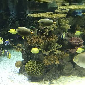 Lagoon of Light inhabitants 260519