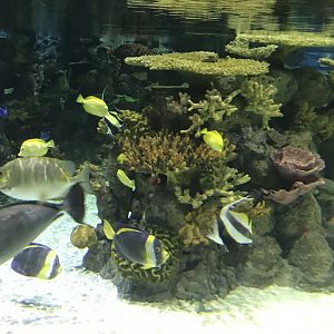 Lagoon of Light inhabitants 260519