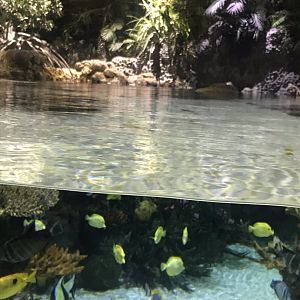 Lagoon of Light - above and below 260519