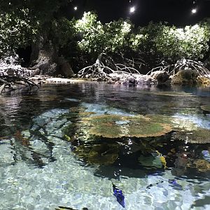 Lagoon of Light 260519