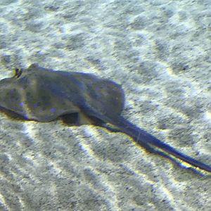 Lagoon of Light - Bluespotted ribbontail ray 260159