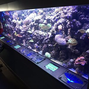Living Reef exhibit 260519