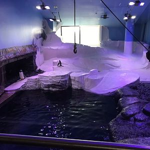 Kingdom of Ice - Gentoo penguins 260519