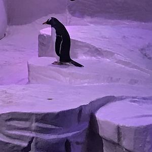 Kingdom of Ice - Gentoo penguin 260519