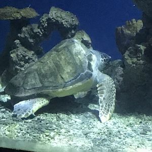 Endless Ocean - Loggerhead turtle 260519