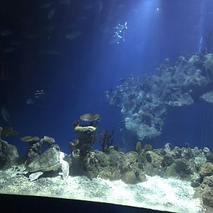 Endless Ocean - view from an upper level 260519