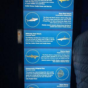 Endless Ocean - species sign no.2 260519