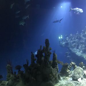 Endless Ocean - view from an upper level 260519