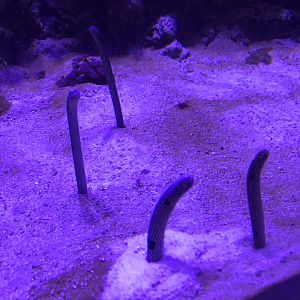 “Slime” - Spotted garden eels 260519