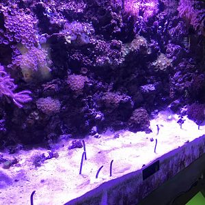 “Slime” - Spotted garden eels exhibit 260519