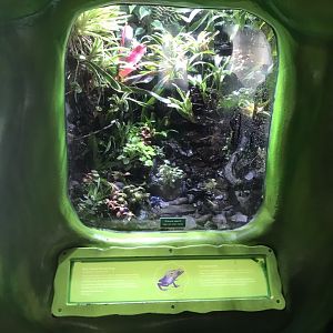 “Slime” - Blue poison dart frog exhibit 260519