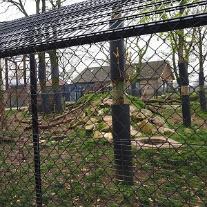 Wolverine exhibit, 2019-04-06
