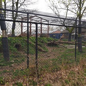 Wolverine exhibit, 2019-04-06