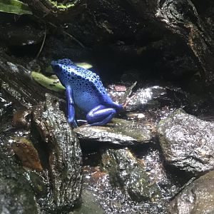 “Slime” - Blue poison dart frog 260519
