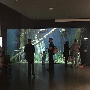 Amazon Flooded Forest exhibit 260519