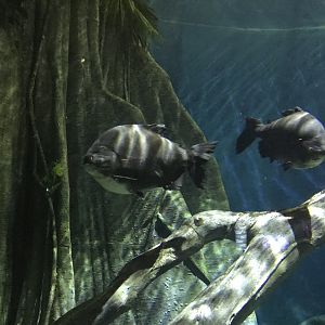 Amazon Flooded Forest - Pacus 260519