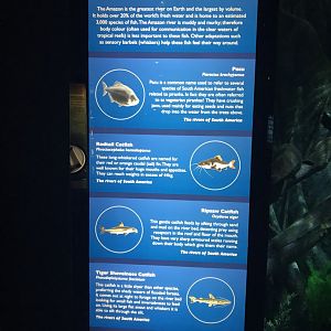 Amazon Flooded Forest - signage 260519