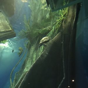 Amazon Flooded Forest - Geoffroy’s side-necked turtle 260519