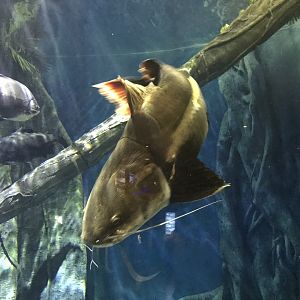 Amazon Flooded Forest - Redtail catfish 260519