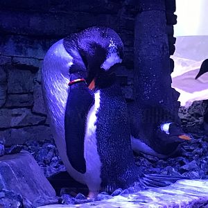 Kingdom of Ice - Gentoo penguin 260519