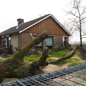 Alpine marmot exhibit, 2019-04-06