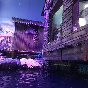 Kingdom of Ice - Gentoo penguin exhibit 260519